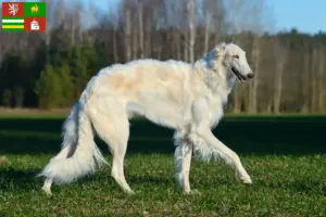 Read more about the article Borzoi breeders and puppies in Pilsen