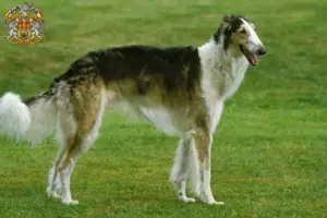 Read more about the article Borzoi breeders and puppies in Prague