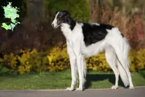 Read more about the article Borzoi breeders and puppies in Sjælland
