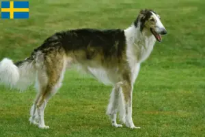Read more about the article Borzoi breeders and puppies in Sweden