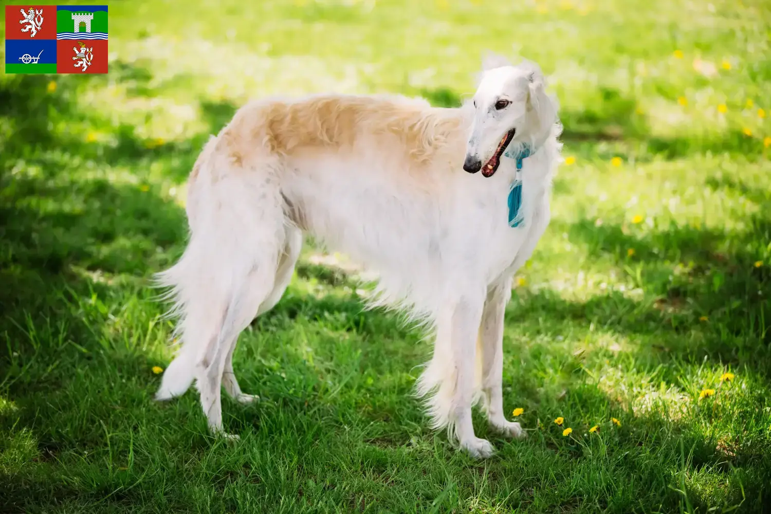 Read more about the article Borzoi breeders and puppies in Ústí