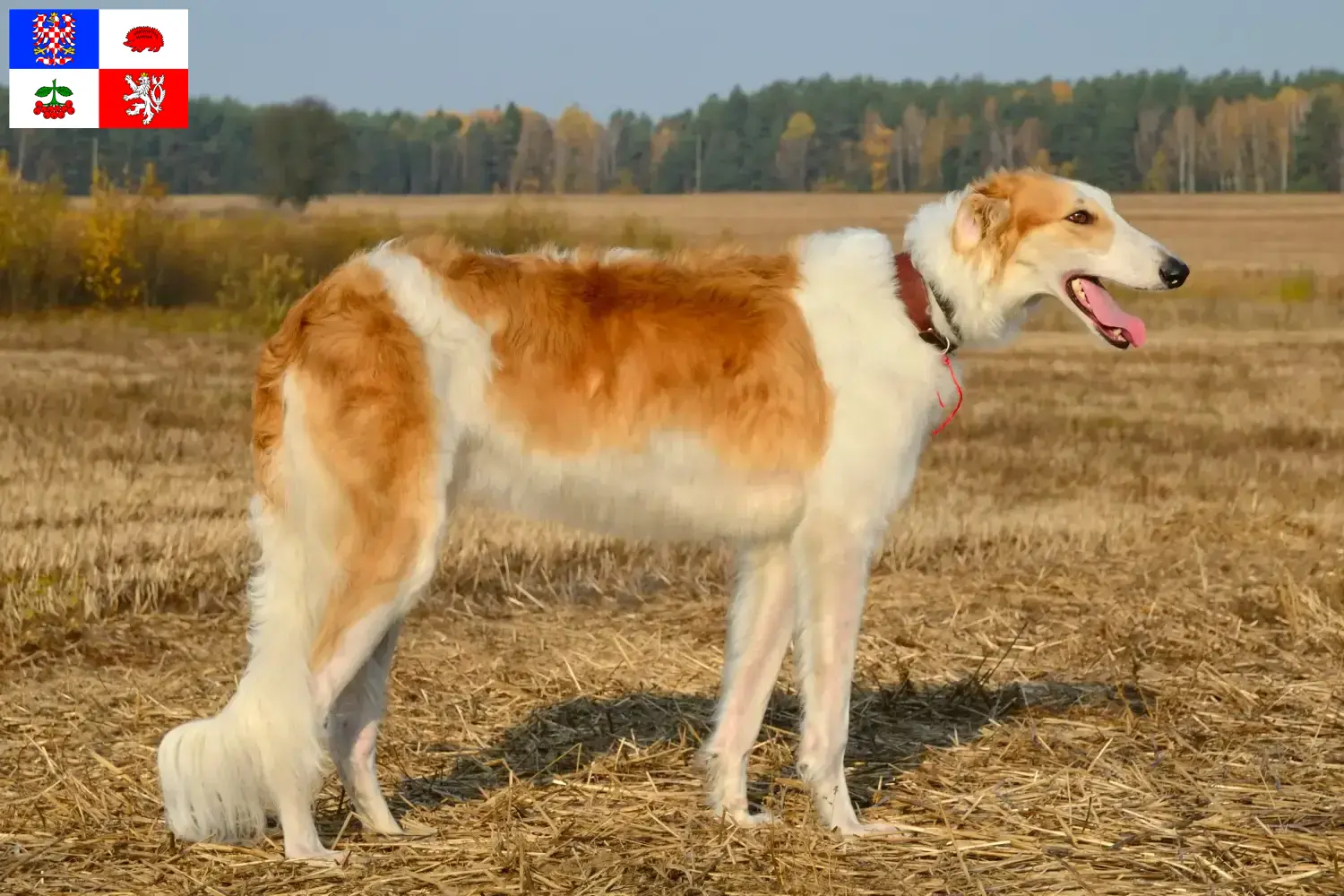 Read more about the article Borzoi breeders and puppies in Vysočina