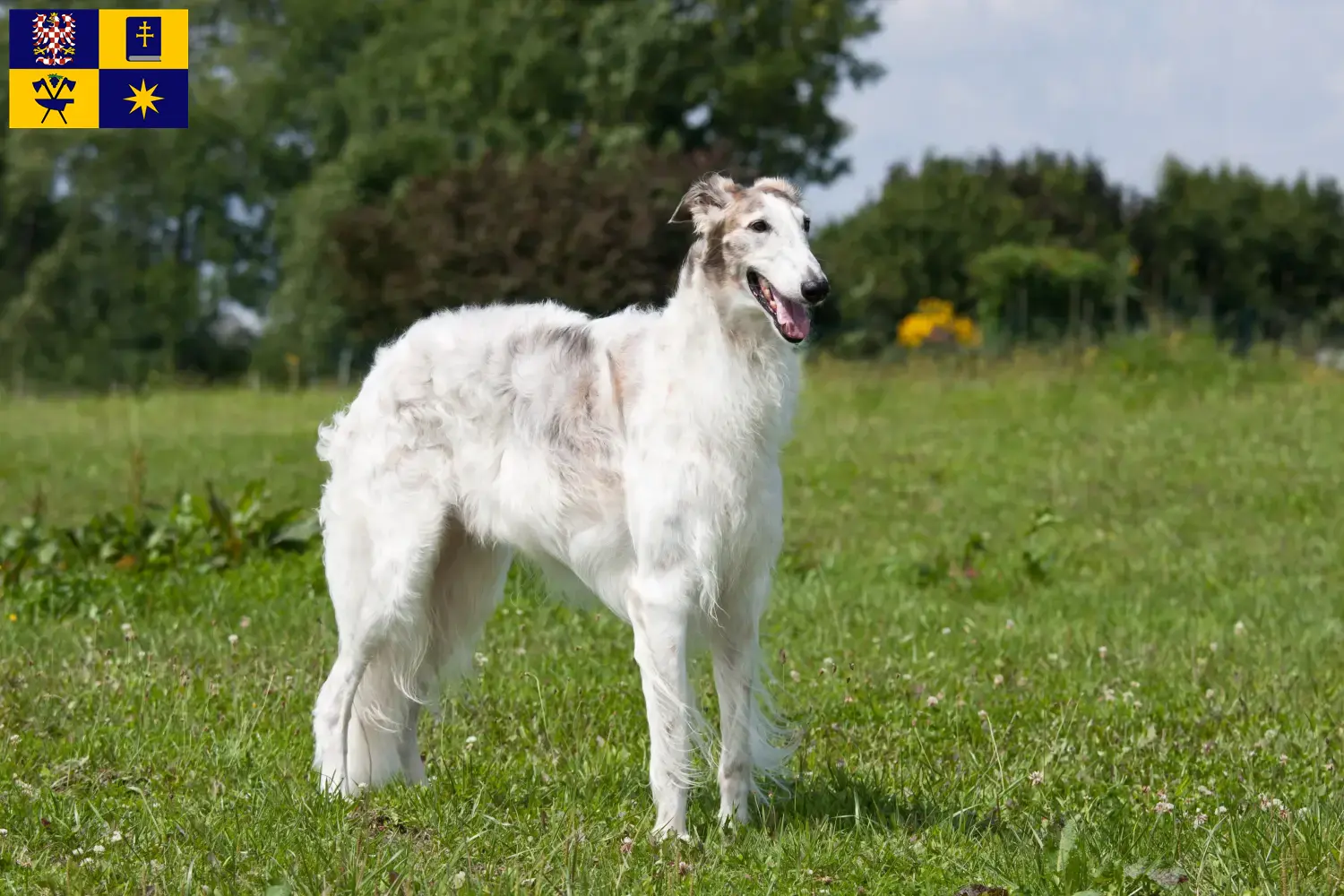 Read more about the article Borzoi breeders and puppies in Zlín