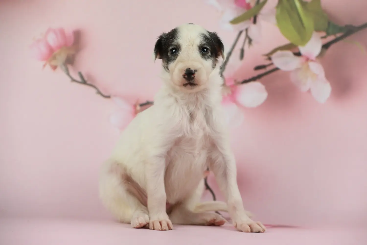 Buying a borzoi puppy means taking responsibility! Buy Borzoi puppies.