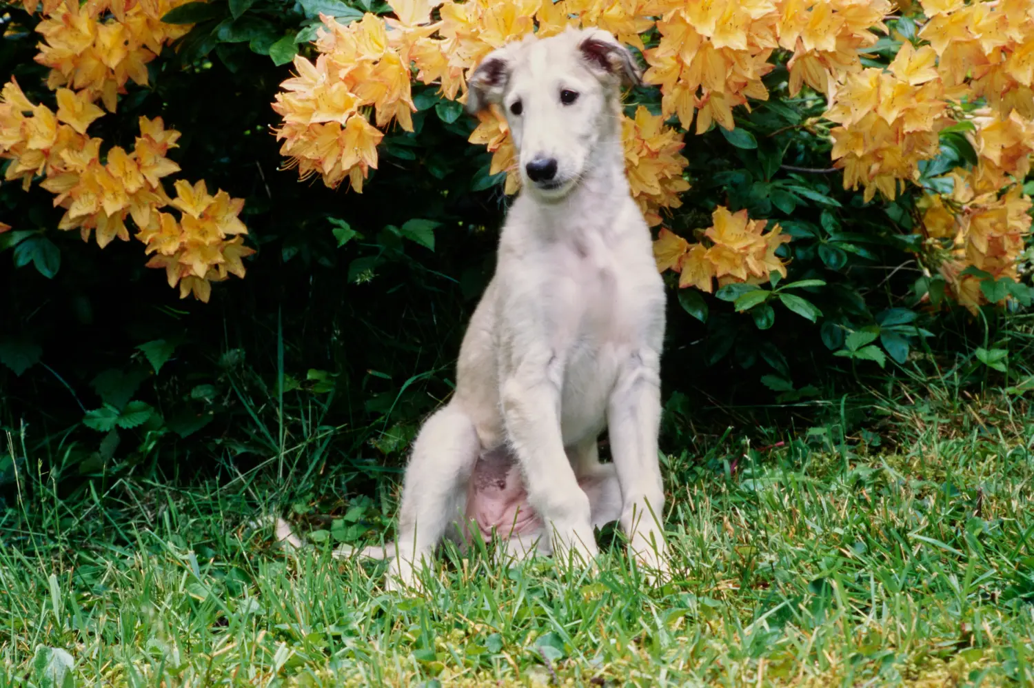 Buying a borzoi puppy means taking responsibility! Buy Borzoi puppies.