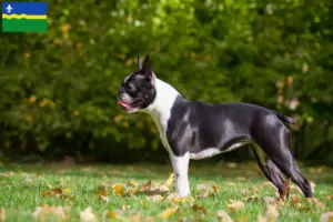 Read more about the article Boston Terrier breeders and puppies in Flevoland