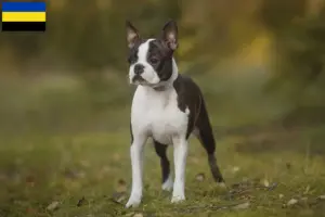 Read more about the article Boston Terrier breeders and puppies in Gelderland