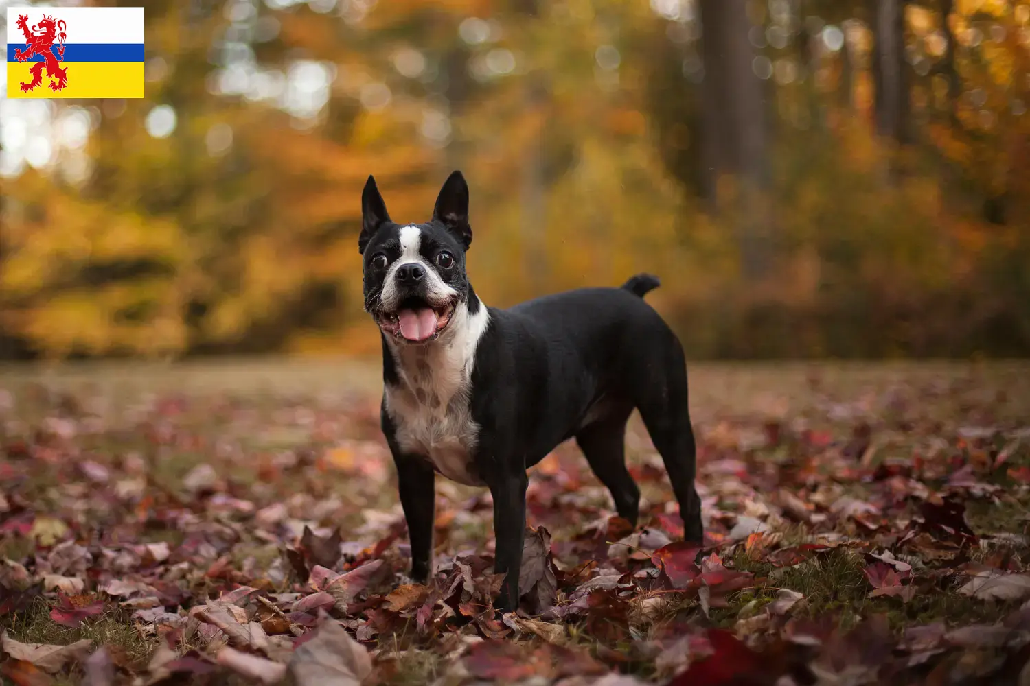 Read more about the article Boston Terrier breeders and puppies in Limburg
