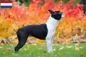 Read more about the article Boston Terrier breeders and puppies in the Netherlands