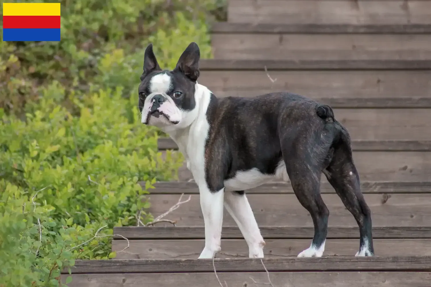 Boston Terrier puppies and breeders North Holland Find Boston Terrier breeders in North Holland here.