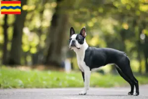 Read more about the article Boston Terrier breeders and puppies in Overijssel