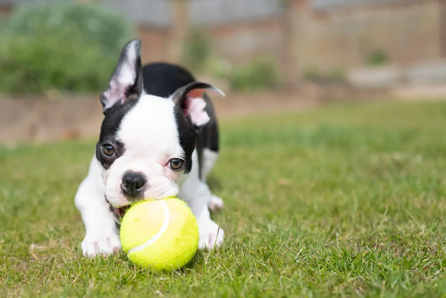 Buying a Boston Terrier puppy means taking responsibility! Buy Boston Terrier puppies.