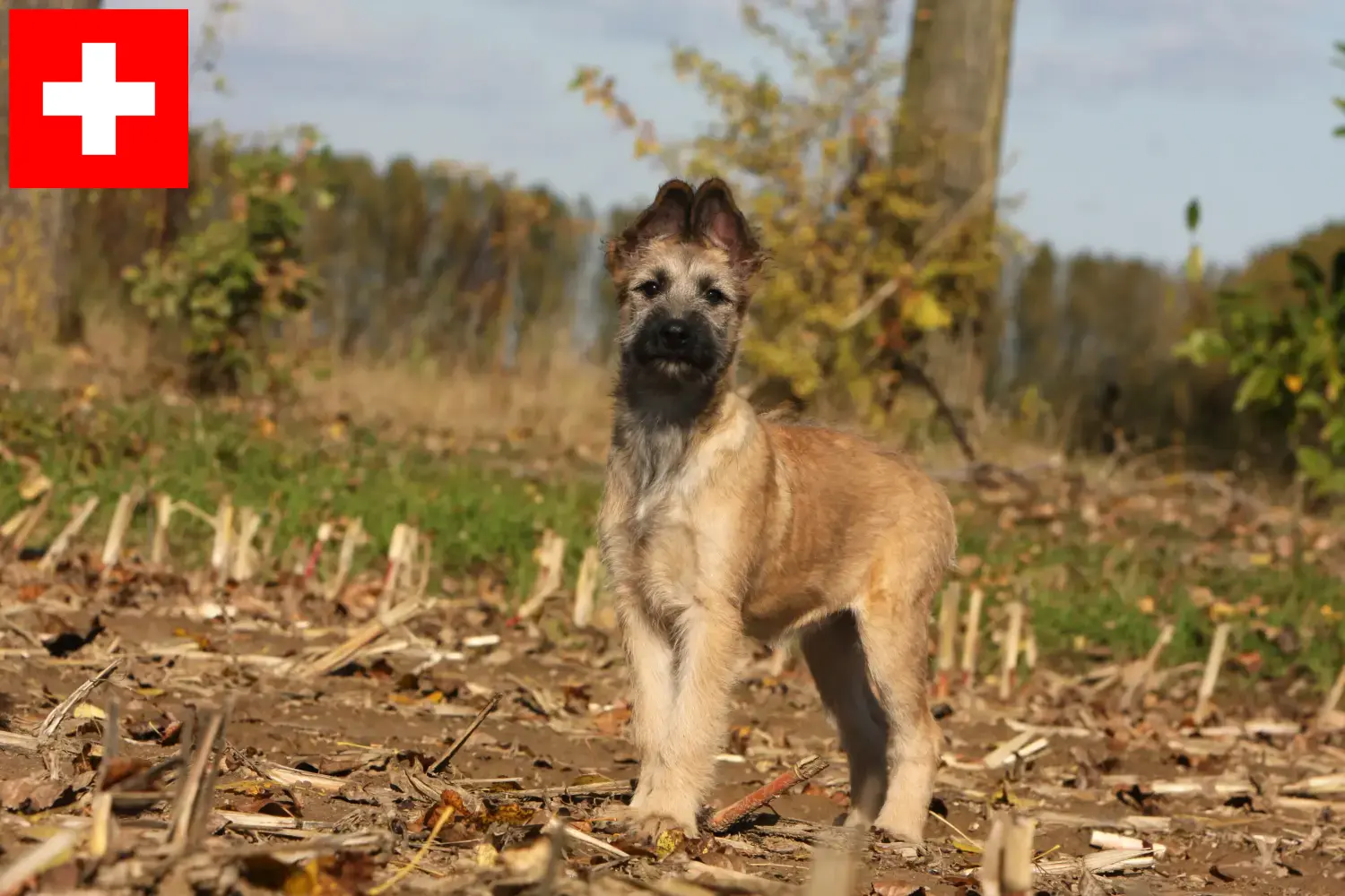 Bouvier des Ardennes puppies and breeders Switzerland Here you can find Bouvier des Ardennes breeders in Switzerland.