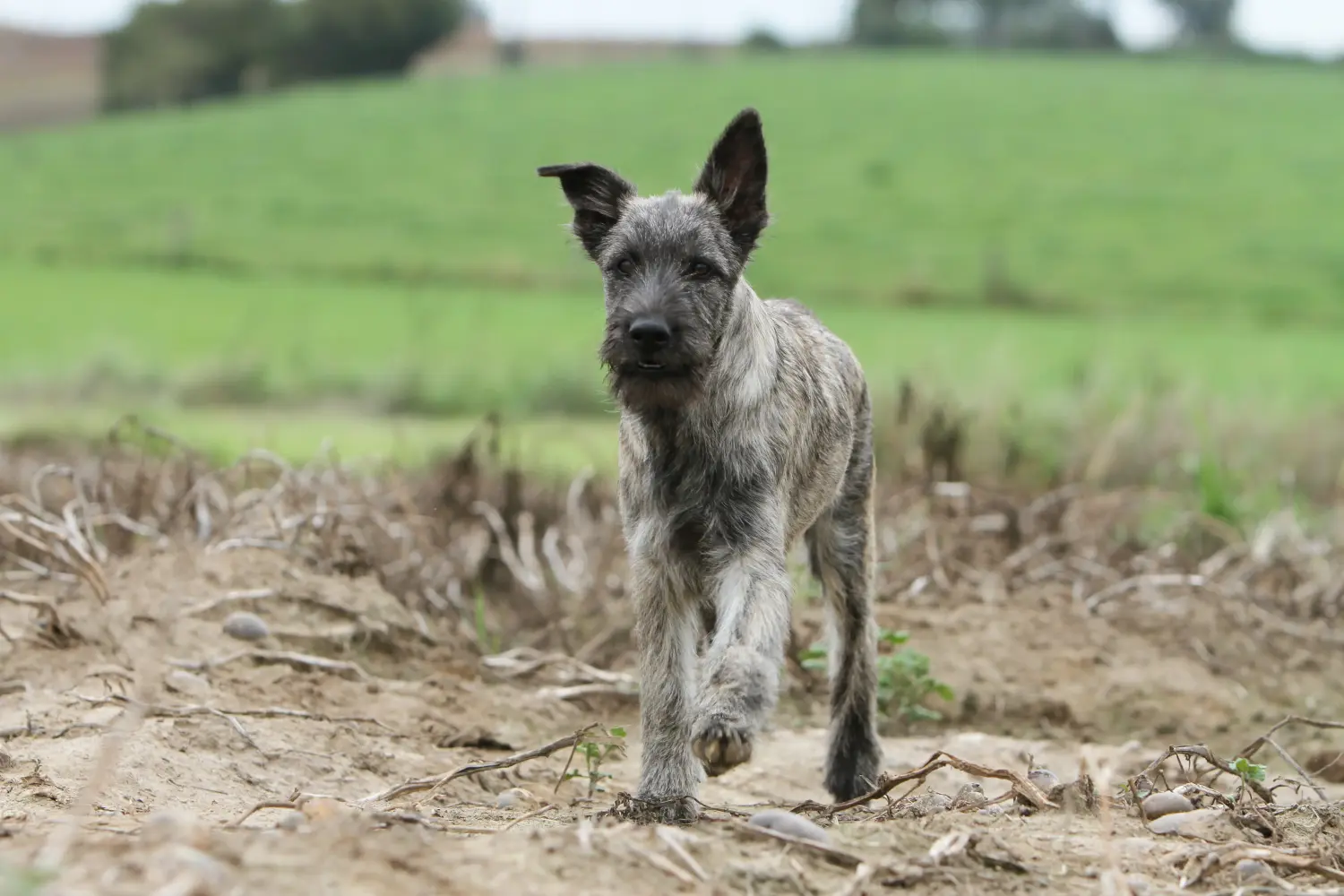 Buying a Bouvier des Ardennes puppy means taking responsibility! Buy Bouvier des Ardennes puppies.
