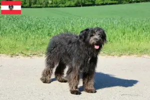 Read more about the article Bouvier des Flandres breeders and puppies in Austria
