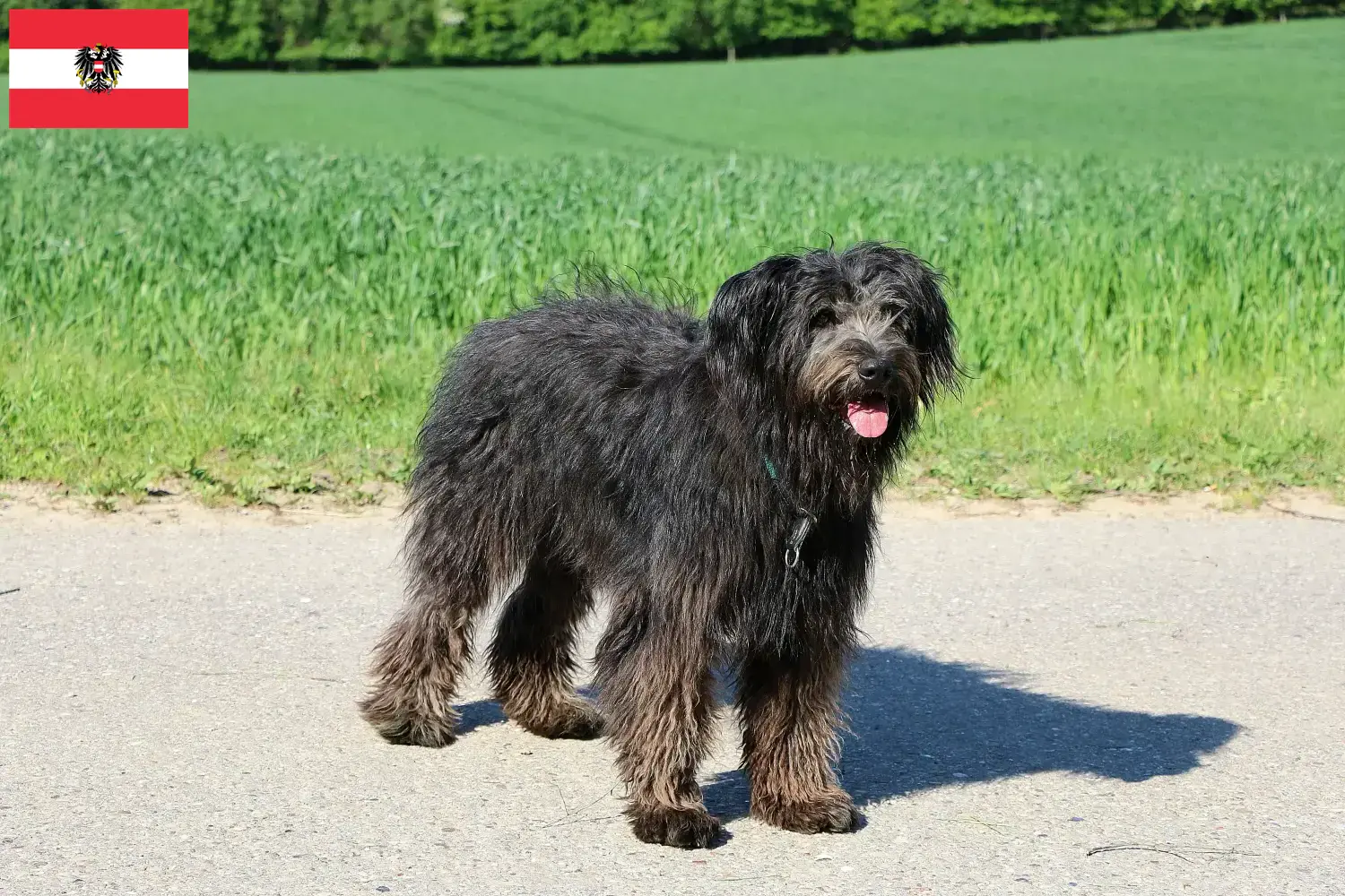 Read more about the article Bouvier des Flandres breeders and puppies in Austria