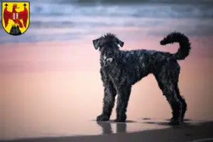 Read more about the article Bouvier des Flandres breeders and puppies in Burgenland