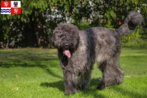 Read more about the article Bouvier des Flandres breeders and puppies in Central Bohemia
