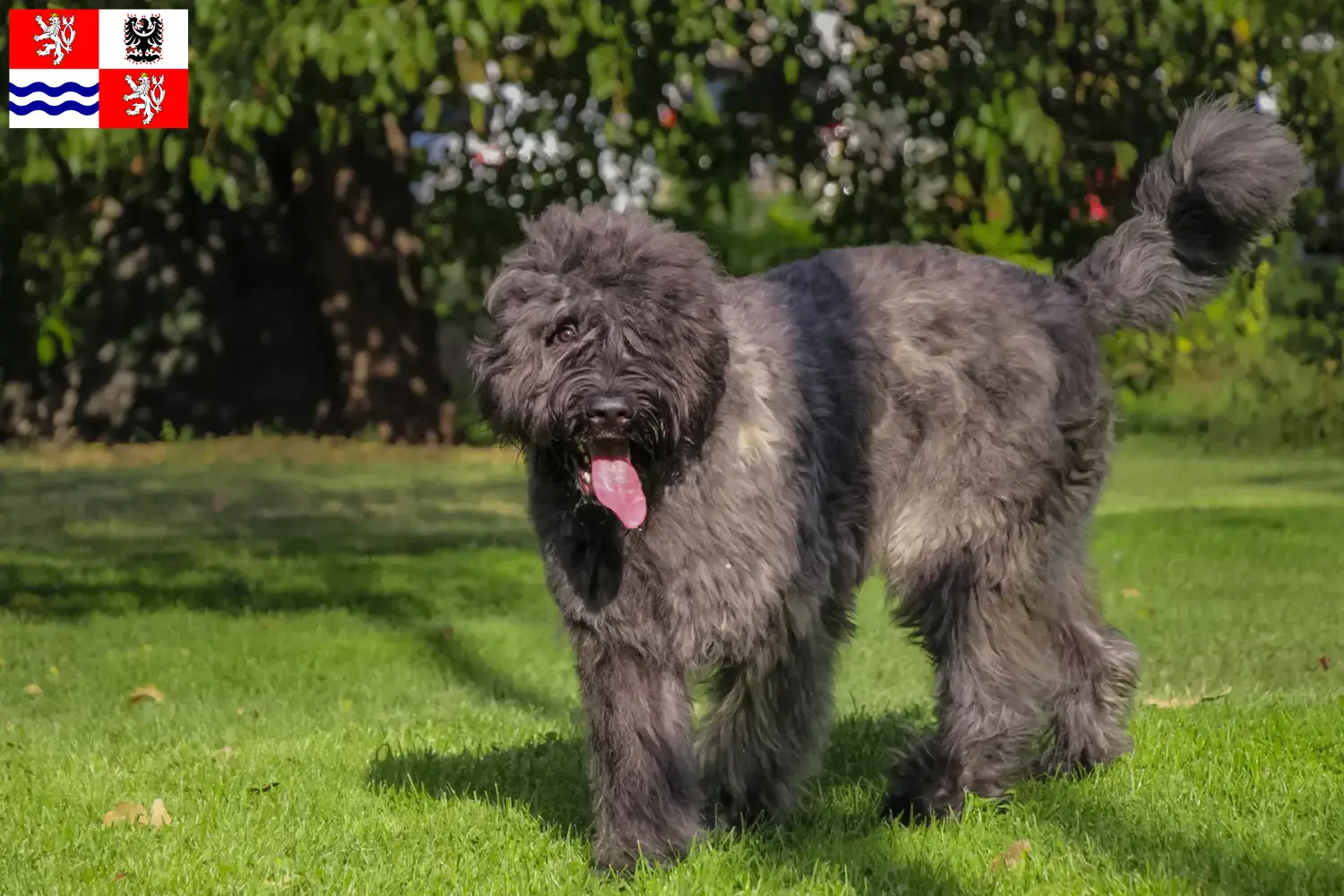 Bouvier des Flandres puppies and breeders Central Bohemia Here you can find Bouvier des Flandres breeders in Central Bohemia.