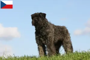Read more about the article Bouvier des Flandres breeders and puppies in the Czech Republic