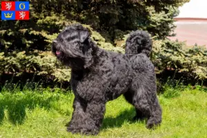 Read more about the article Bouvier des Flandres breeders and puppies in Hradec Králové