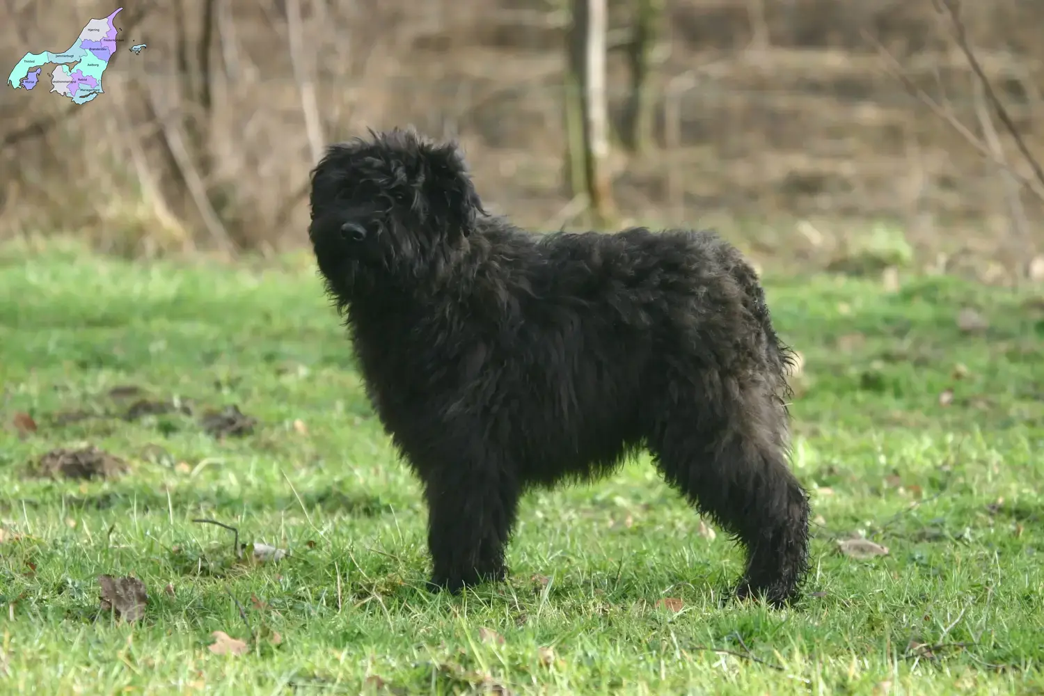 Read more about the article Bouvier des Flandres breeders and puppies in Nordjylland