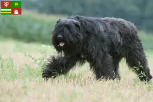 Read more about the article Bouvier des Flandres breeders and puppies in Pilsen