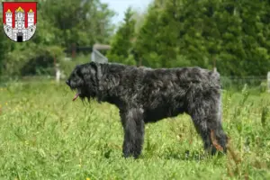 Read more about the article Bouvier des Flandres breeders and puppies in Salzburg