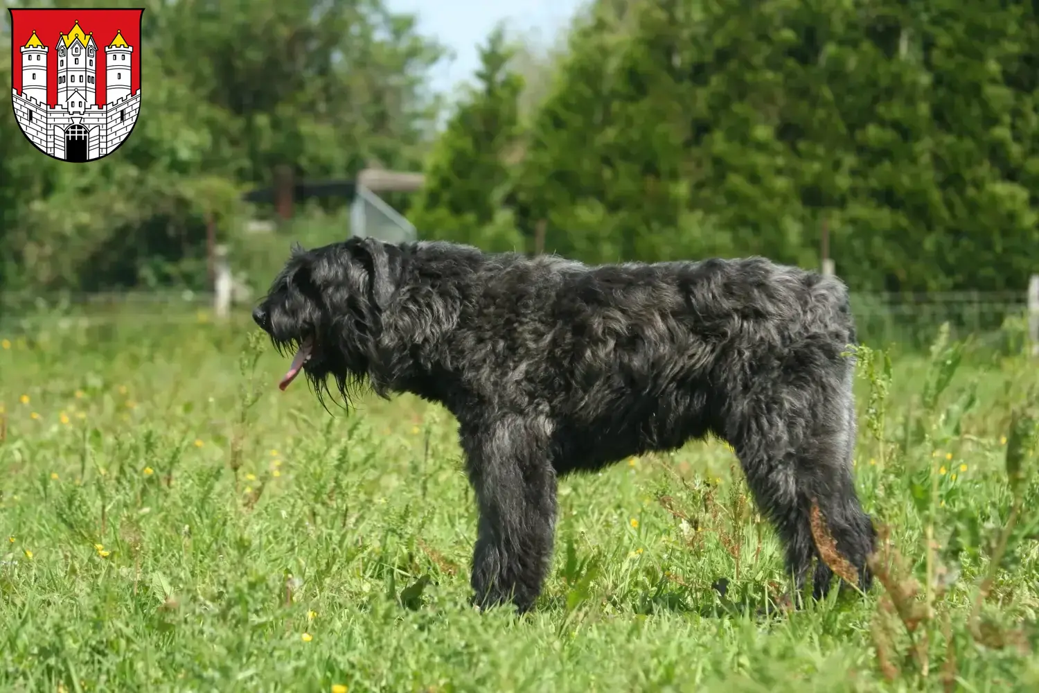 Read more about the article Bouvier des Flandres breeders and puppies in Salzburg