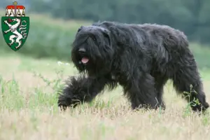 Read more about the article Bouvier des Flandres breeders and puppies in Styria