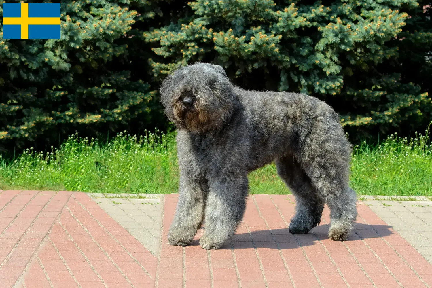 Bouvier des Flandres puppies and breeders Sweden Here you can find Bouvier des Flandres breeders in Sweden.