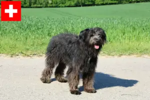 Read more about the article Bouvier des Flandres breeders and puppies in Switzerland