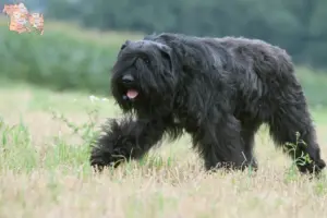 Read more about the article Bouvier des Flandres breeders and puppies in Syddanmark