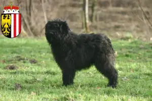 Read more about the article Bouvier des Flandres breeders and puppies in Upper Austria