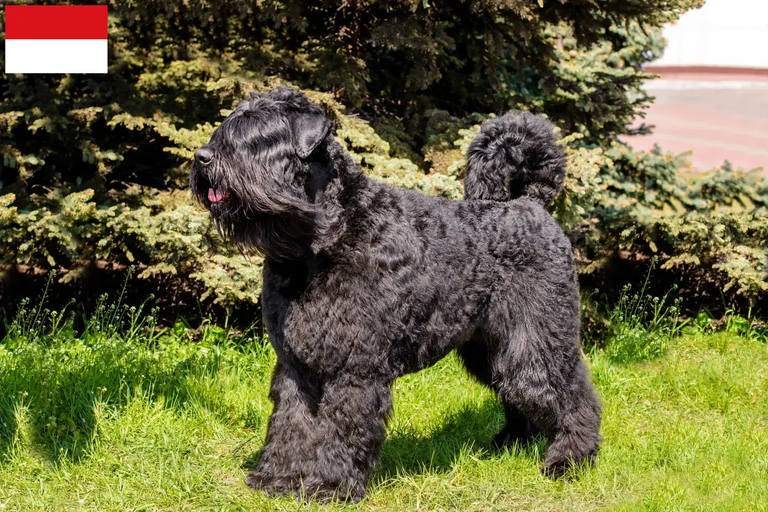 Read more about the article Bouvier des Flandres breeders and puppies in Vienna