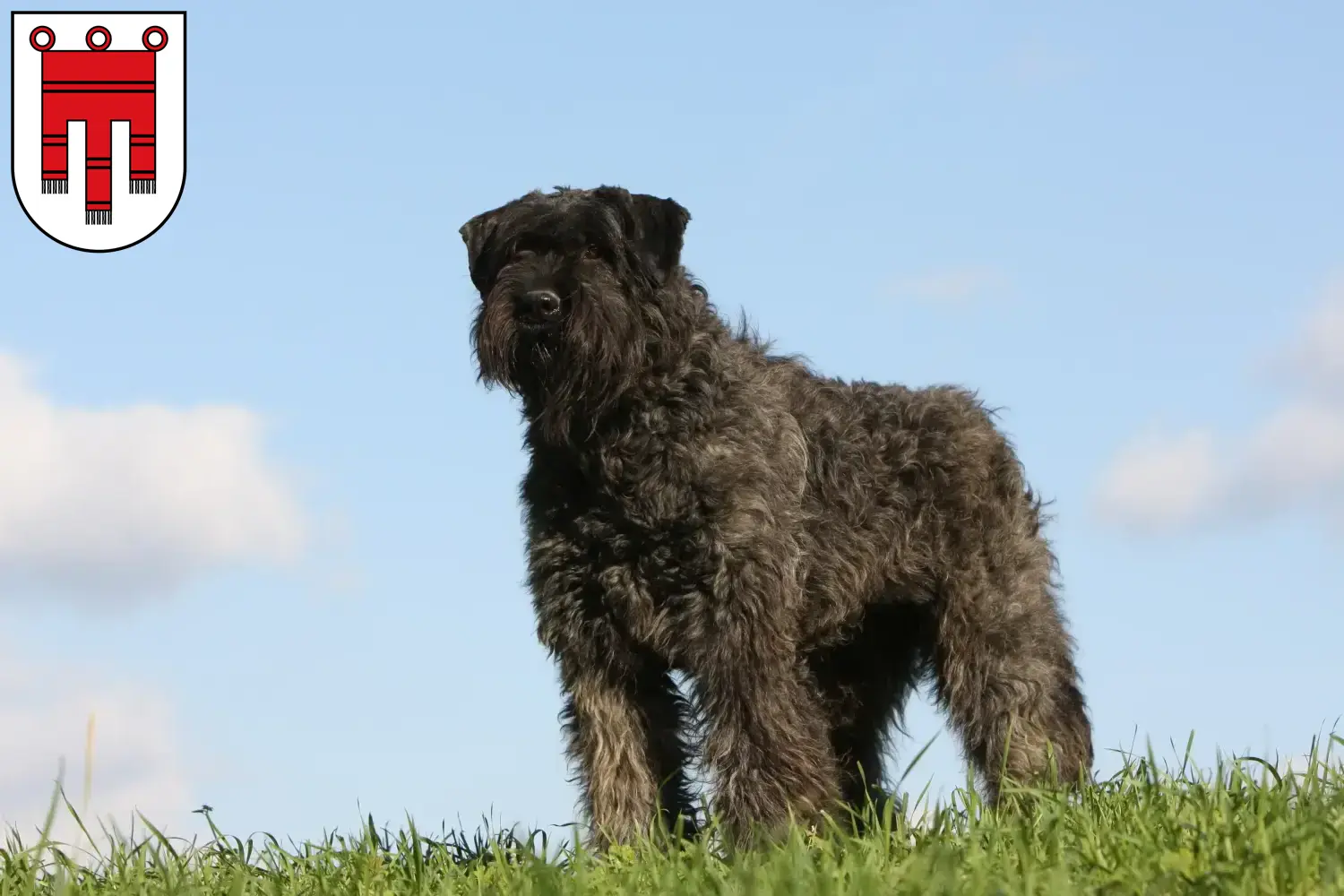 Read more about the article Bouvier des Flandres breeders and puppies in Vorarlberg