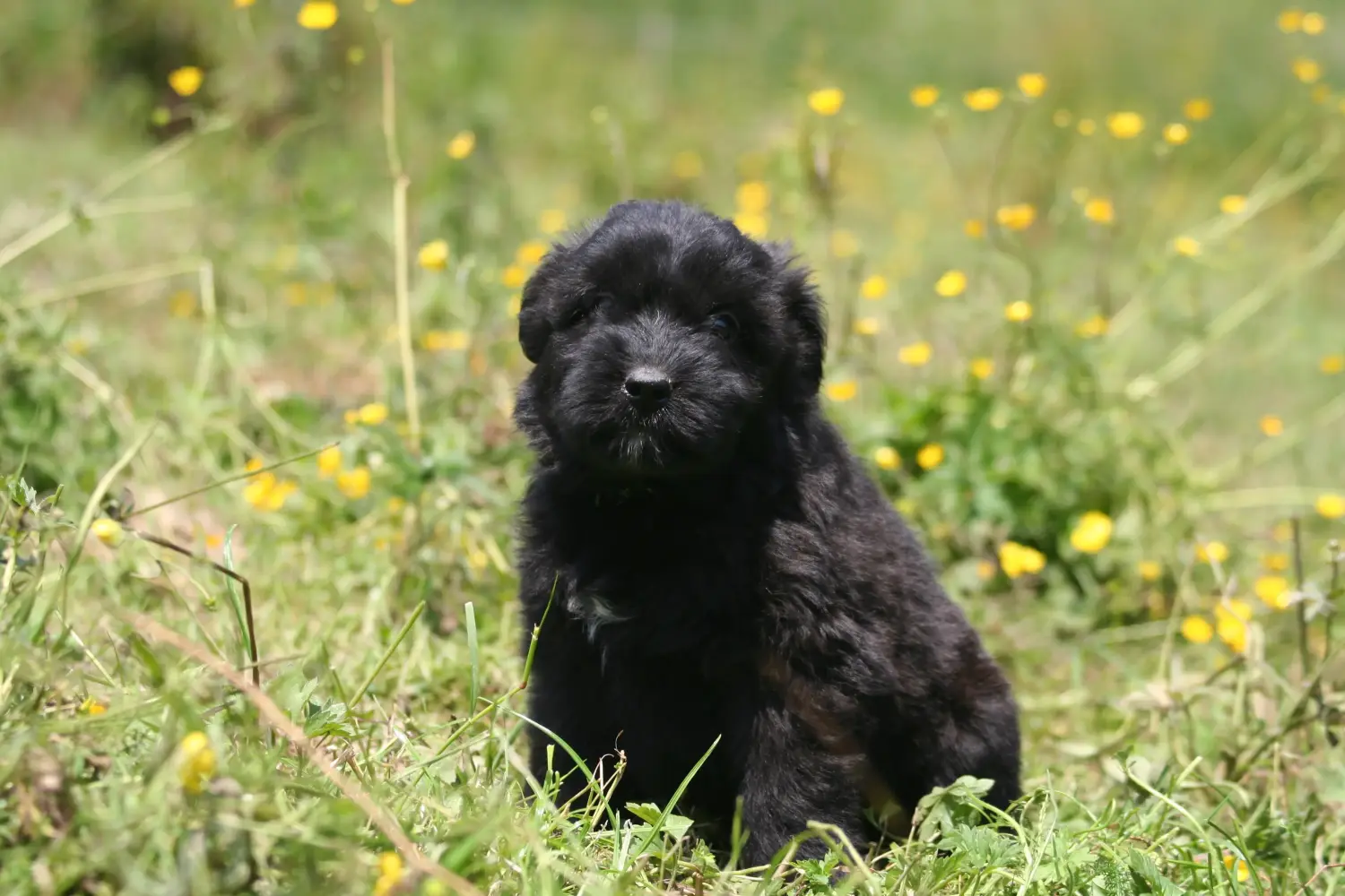 Buying a Bouvier des Flandres puppy means taking responsibility! Buy Bouvier des Flandres puppies.