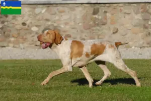 Read more about the article Bracco Italiano breeders and puppies in Flevoland
