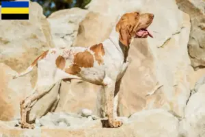 Read more about the article Bracco Italiano breeders and puppies in Gelderland
