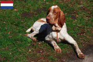Read more about the article Bracco Italiano breeders and puppies in the Netherlands