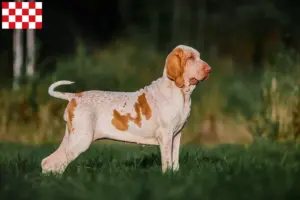 Read more about the article Bracco Italiano breeders and puppies in North Brabant