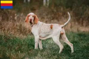 Read more about the article Bracco Italiano breeders and puppies in North Holland