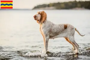 Read more about the article Bracco Italiano breeders and puppies in Overijssel