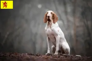 Read more about the article Bracco Italiano breeders and puppies in South Holland