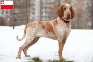 Read more about the article Bracco Italiano breeders and puppies in Utrecht