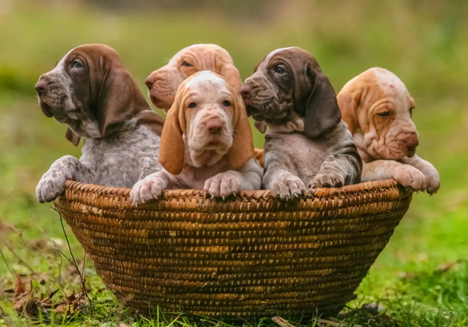 Buying a Bracco Italiano puppy means taking responsibility! Buy Bracco Italiano puppies.