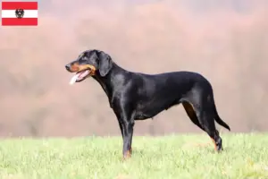 Read more about the article Brandlbracke breeders and puppies in Austria