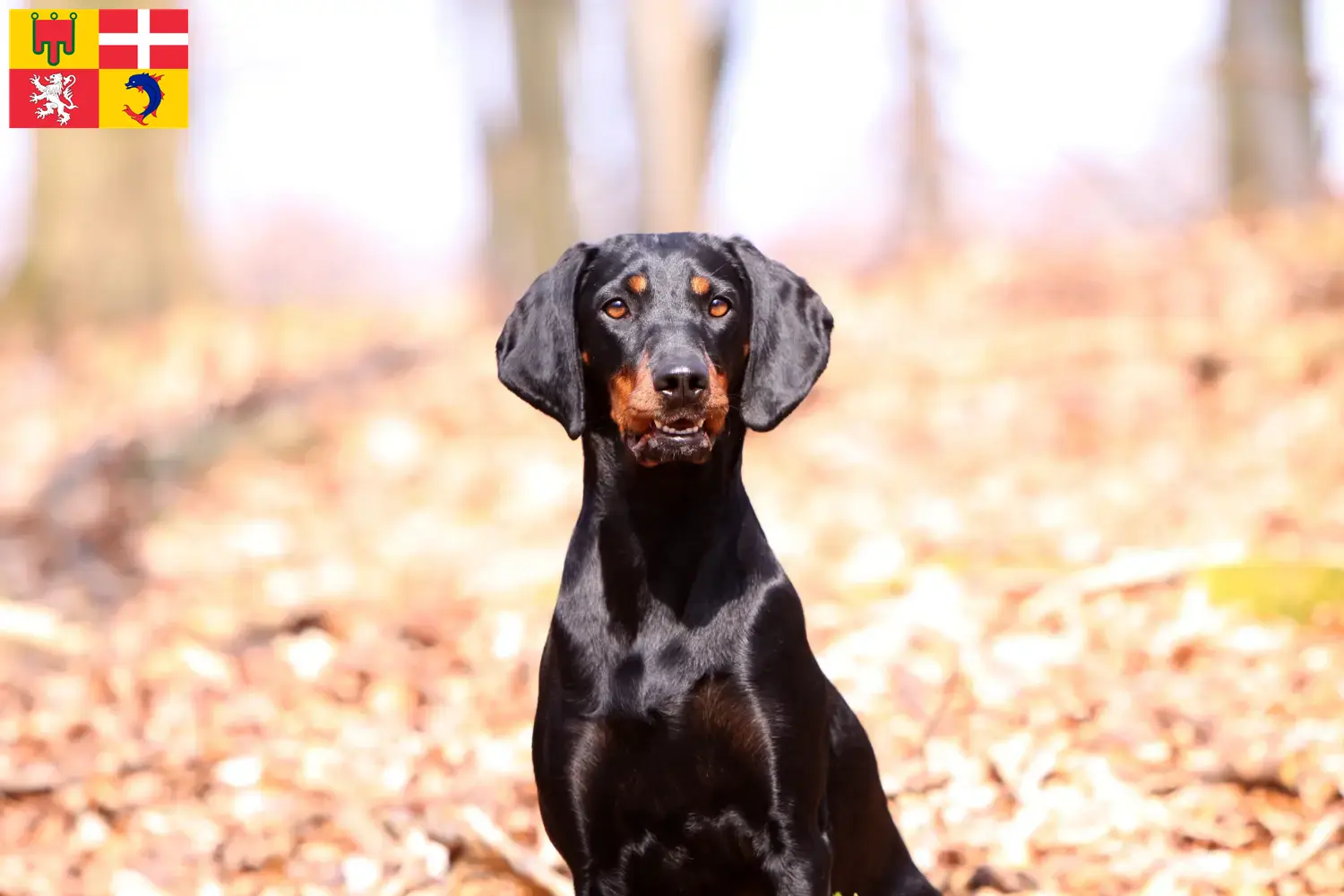 Read more about the article Brandlbracke breeders and puppies in Auvergne-Rhône-Alpes