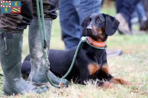 Read more about the article Brandlbracke breeders and puppies in Bourgogne-Franche-Comté