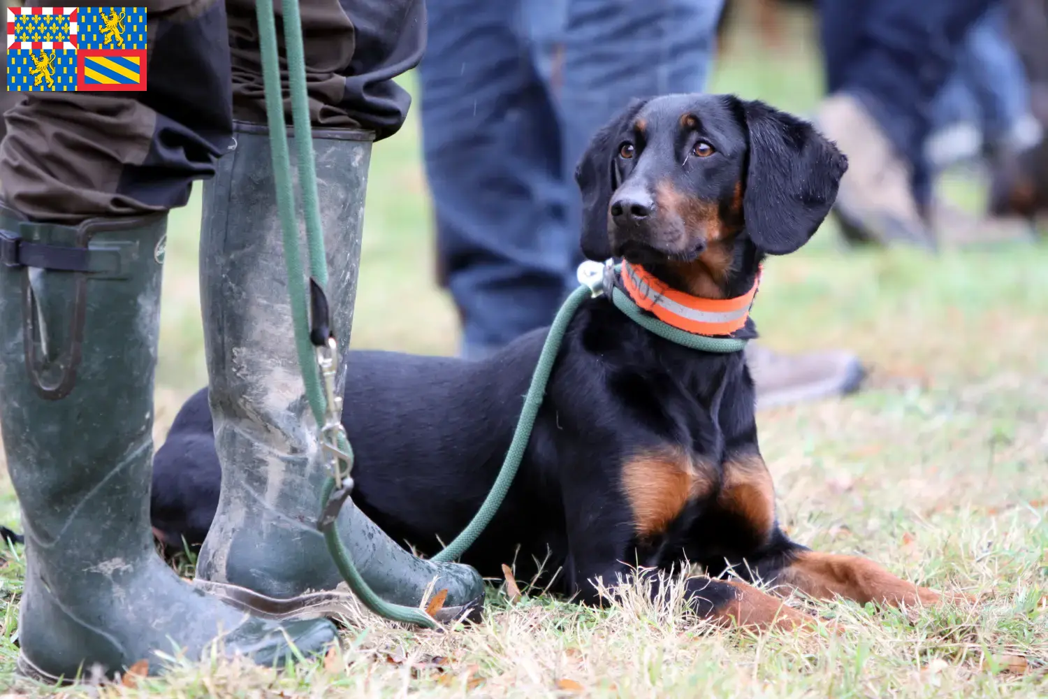 Read more about the article Brandlbracke breeders and puppies in Bourgogne-Franche-Comté